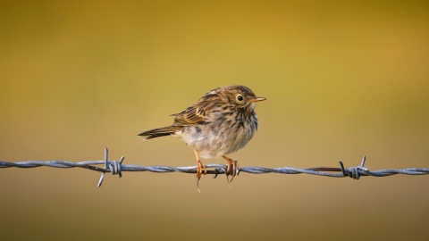 Meadow Pipit (Anthus pratensis), Malham Tarn, Yorkshire Dales National Park
