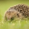 Hedgehog Notts WT cpt Amy Lewis