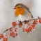 Robin (Erithacus rubecula) adult perched on crab apples in winter, Scotland, UK - Mark Hamblin/2020VISION