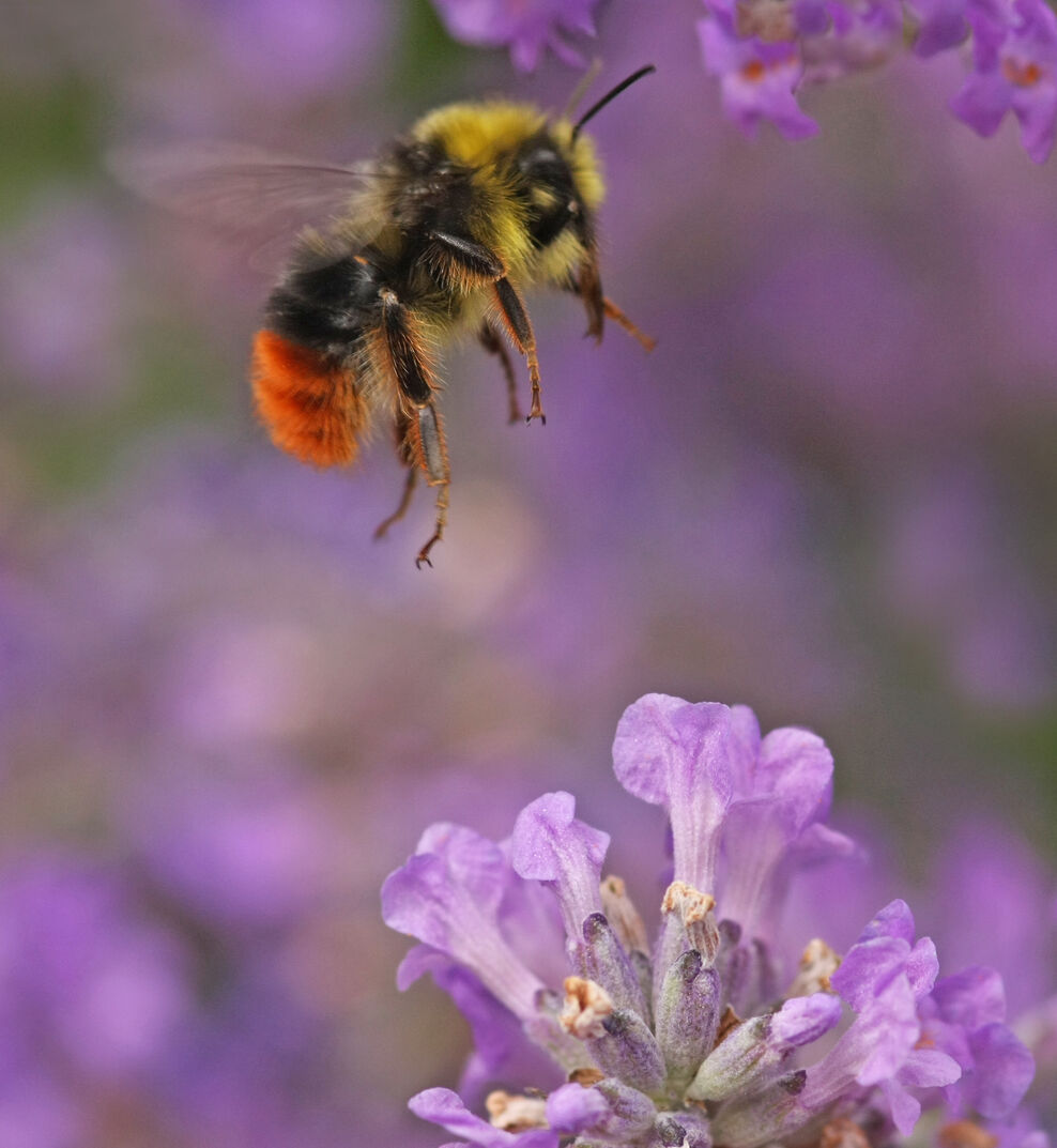 Colonel Bee Marvelous Meadows: what are they, and why are they so important ...