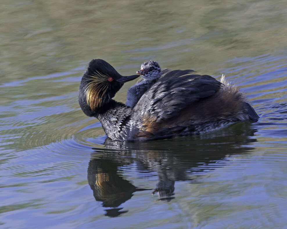 Col Grebe Nest Protection Behaviour | Nottinghamshire Wildlife Trust