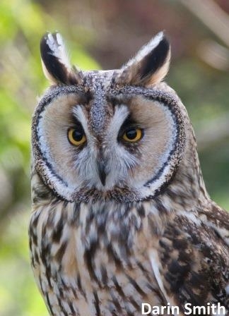Long-eared Owl NottsWT cpt Darin Smith