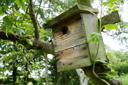 Nest Box at Osmanthorpe Orchard NottsWT credit Al Greer