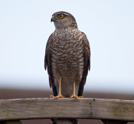 Sparrowhawk Notts WT credit Dennis Richardson