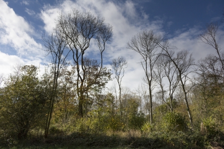 Treswell Wood Notts WT cpt Michael Walker