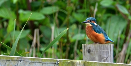 Kingfisher cpt Janie Berry