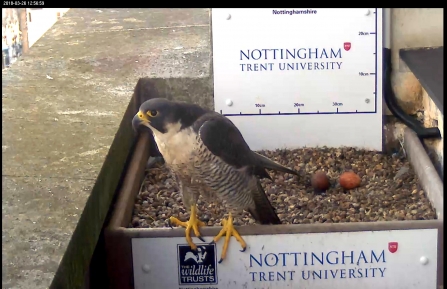 Peregrine Falcon second egg 2018