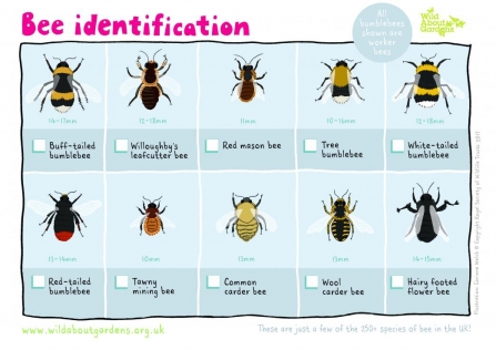 Bee ID sheet 2