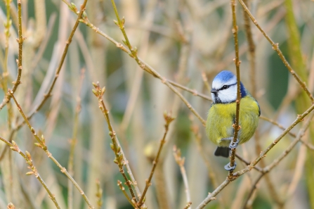 Blue tit Notts WT cpt Amy Lewis