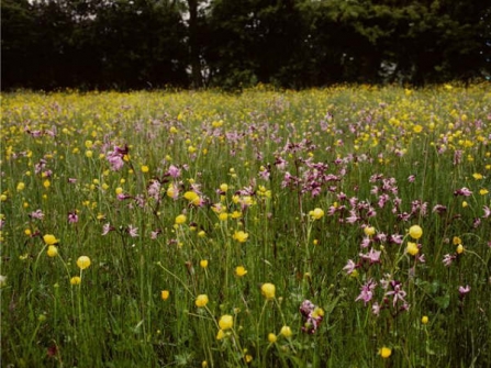 Hunt's Meadow