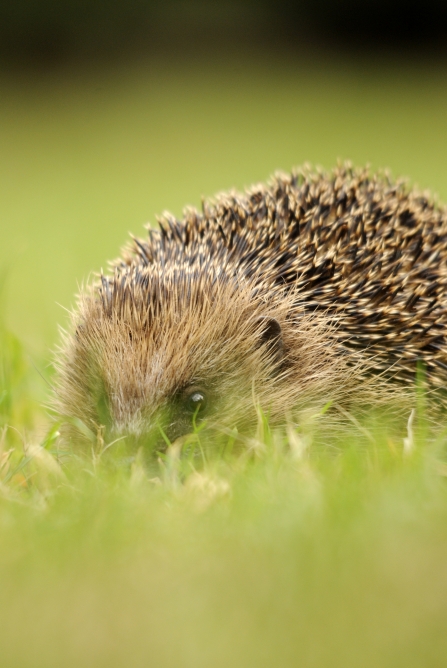 Hedgehog Notts WT cpt Amy Lewis