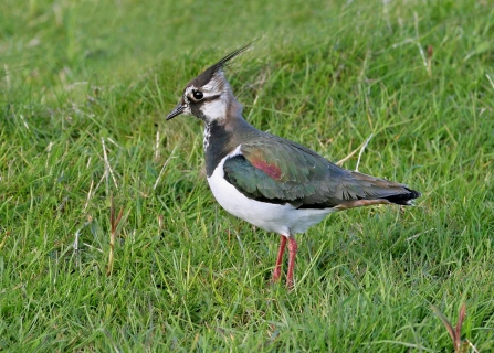 Lapwing (1) NottsWT cpt John Smith