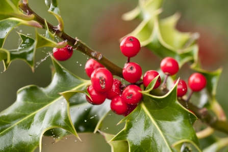 Berries Holly wildlifetrusts_40660830313