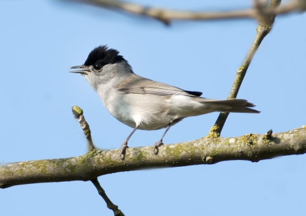 Blackcap Attenborough NottsWT cpt Jacqui Grafton