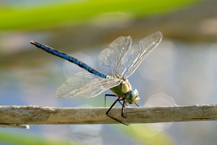 Dragonfly NottsWT