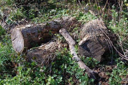 Log pile NottsWT cpt Scott Petrek