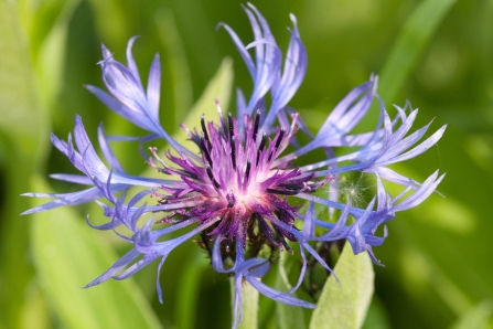 Perennial Cornflower, Centaurea montana Notts WT cpt Al Greer