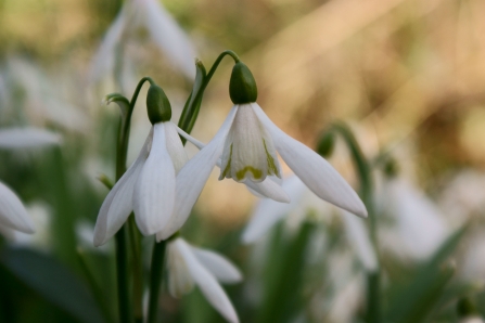 Snowdrops NottsWT cpt Rob Pettifer