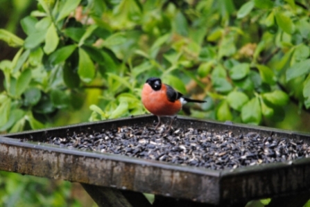 Bird Table Wildnet cpt Amy Lewis wildlifetrusts_40330401855