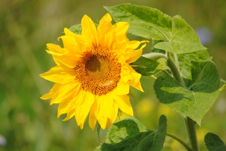 Sunflower Wildnet Amy Lewis wildlifetrusts_40333690946