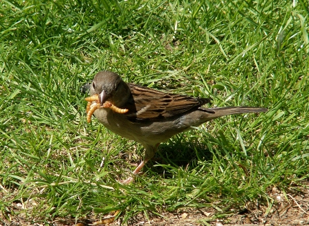 Sparrow Mealworms Wildnet Joan Burkmar wildlifetrusts_42318928477