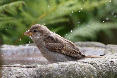Sparrow Bird Bath Wildnet Margaret Holland wildlifetrusts_40331878784