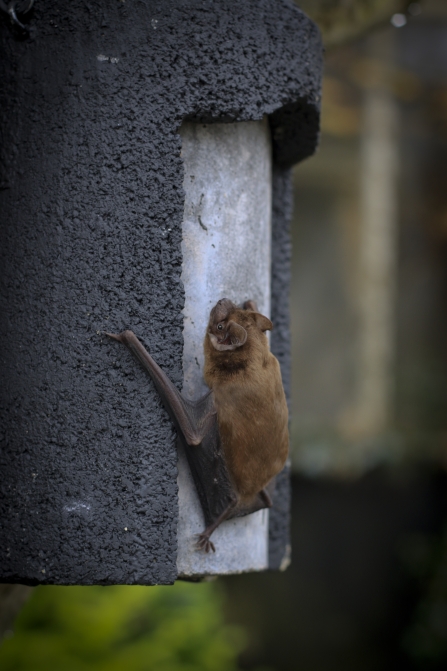 Bat Wildnet credit Tom Marshall wildlifetrusts_40332606700