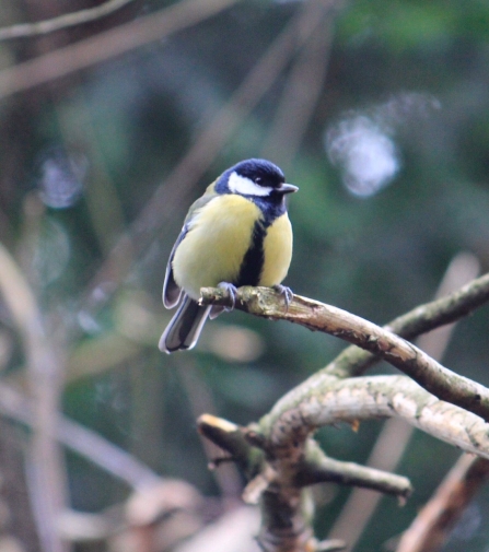 Great Tit Langwith Lodge Residential Home 