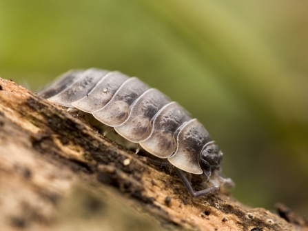 common shiny woodlouse wildnet cpt Chris Lawrence