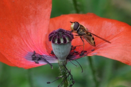 kevin_gilbert_busy_at_work_on_poppy_head