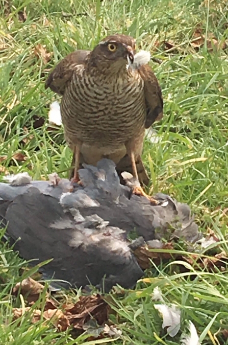 Sparrowhawk 