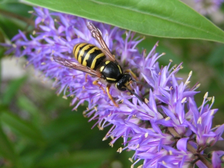 tree wasp on hebe wildnet cpt Richard Burkmar