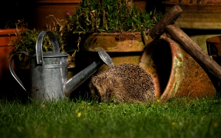 wildlifetrusts_43043874836