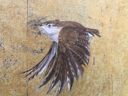 The Lost Words wren illustration