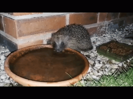 Hedgehog drinking gif