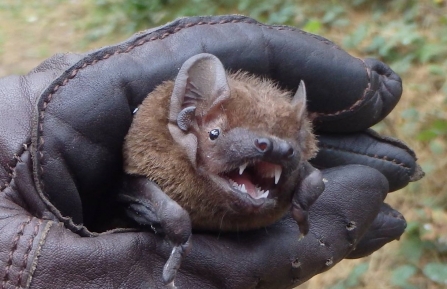 Leislers bat Centre Parcs Sherwood Oct 2017