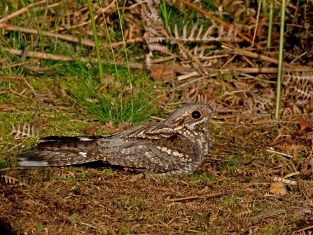 Nightjar Thoresby Estates cpt John 