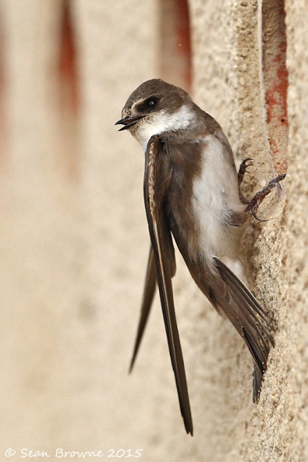 Sand martin Notts WT credit Sean Browne