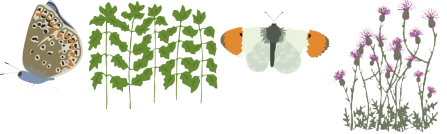 pollinator