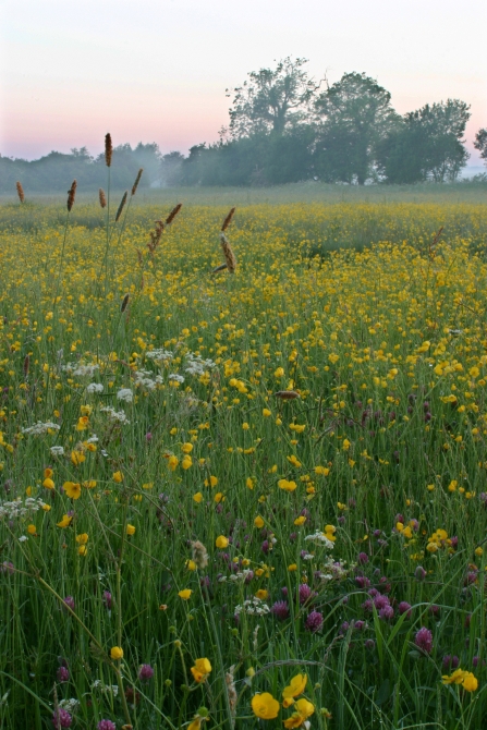 Meadow Nottinghamshire Wildlife Trust Scott Tilley