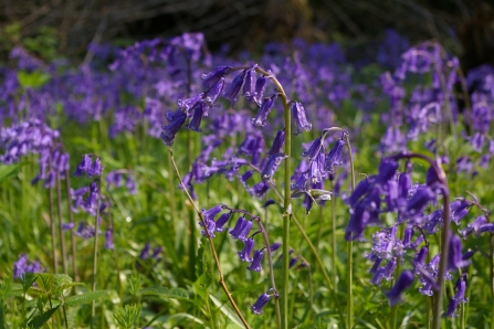 Bluebells Nottinghamshire Wildlife Trust Chris Terrell-Nield