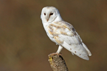 Barn Owl