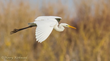 Great egret Attenborough