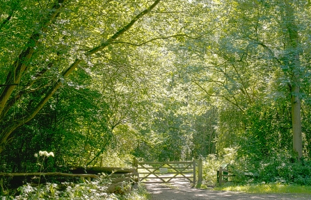 Tresswell Wood NottsWT Peter Gill