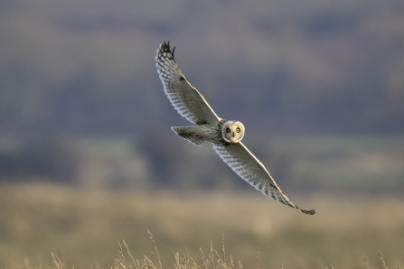 Short Eared Owl Mike Vickers Idle Valley