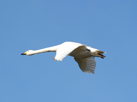 Whooper Swan in Flight - Mike Vickers