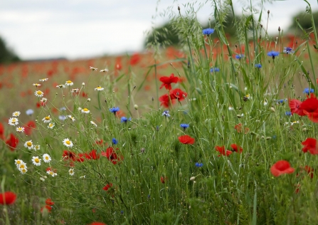 Wildflower Meadow by Jacqui Grafton