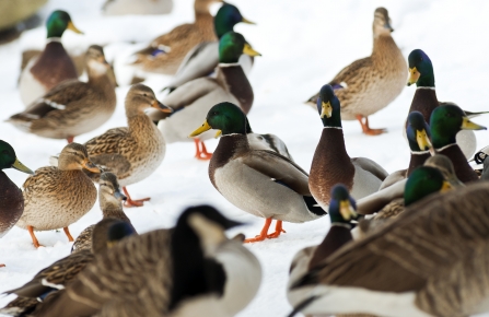 Mallard ducks in the snow at Attenborough by Kevin Gray