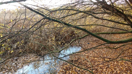 Gresham Marsh pond before the work carried out