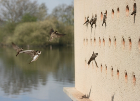 Attenborough Sand Martin Hide